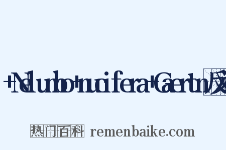 +Nelumbo+nucifera+Gaertn反义词是什么意思的图片